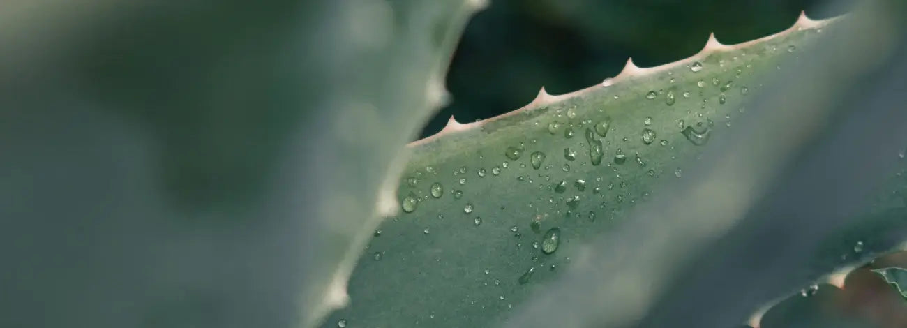 aloe vera