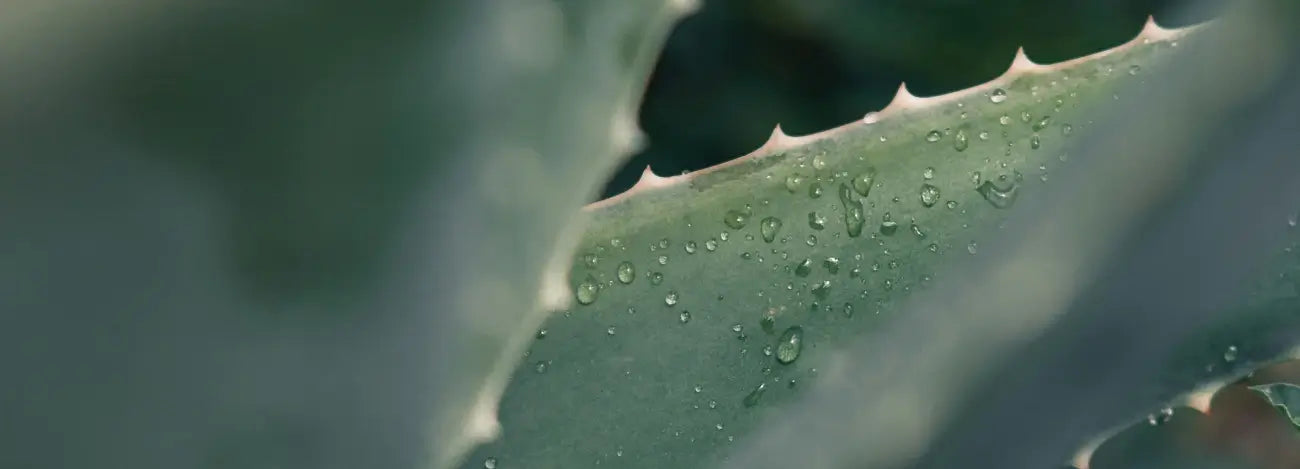 aloe vera